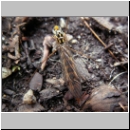 Nephrotoma flavipalis - Schnake w03a.jpg